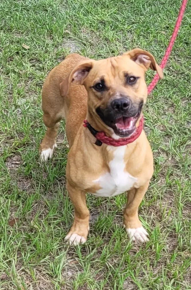A young medium-sized male Red / Chestnut / Orange Dachshund dog named Frank for adoption in Chiefland, FL