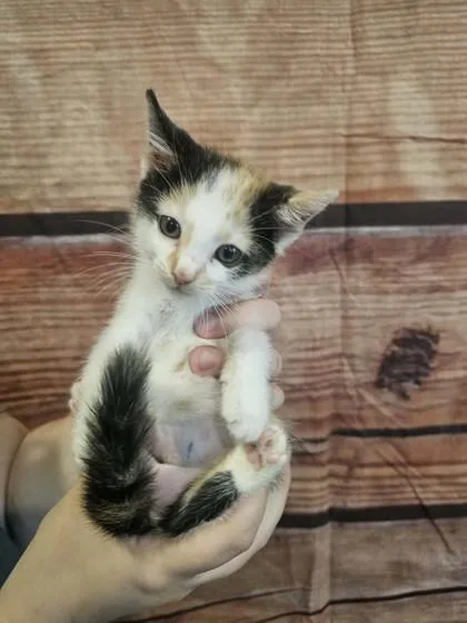 A baby small-sized female Domestic Short Hair cat named Cinco for adoption in Paducah, KY