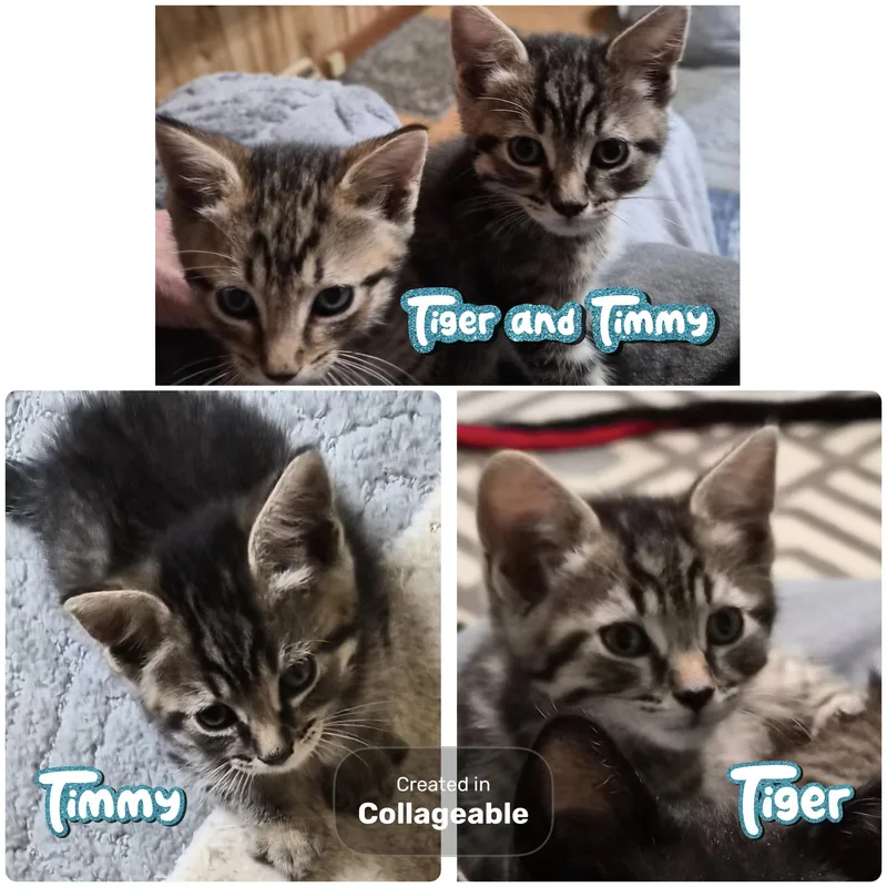 A baby large-sized male Domestic Short Hair cat named Timmy and Tiger for adoption in Clinton, IL