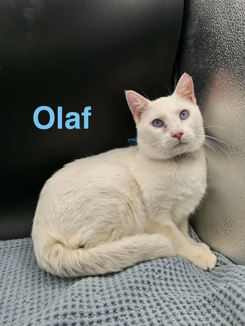 A young medium-sized male White Domestic Short Hair cat named Olaf for adoption in Tulsa, OK