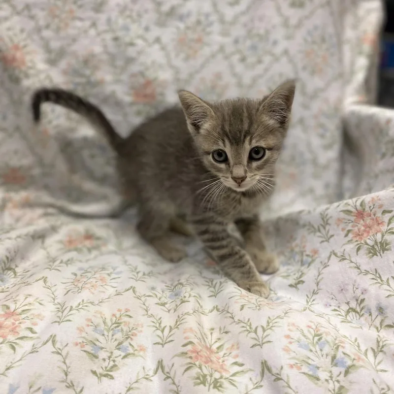 A baby small-sized male Gray / Blue / Silver Domestic Short Hair cat named Poblano for adoption in Los Angeles, CA
