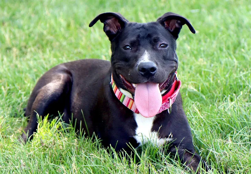 An adult large-sized female Labrador Retriever dog named Sabrina for adoption in Kansas City, MO