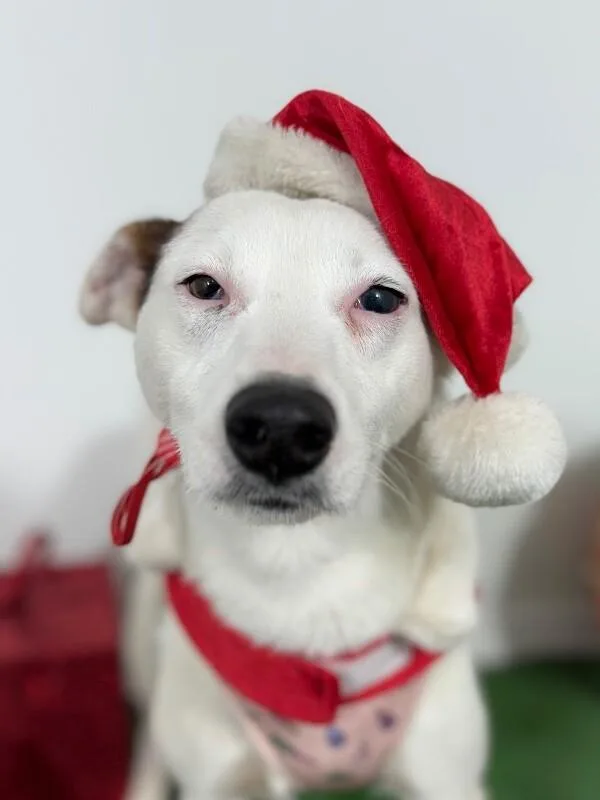 A young medium-sized female White / Cream Labrador Retriever dog named Everglow for adoption in Carlsbad, CA