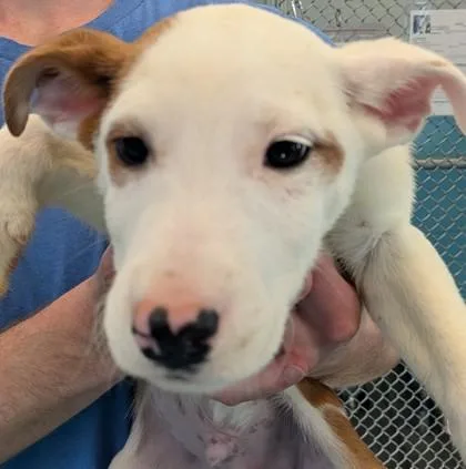A young medium-sized male White / Cream Rottweiler dog named Krilin for adoption in Flagstaff, AZ