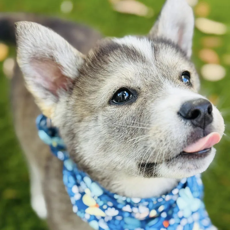 A baby medium-sized male Mixed Breed dog named Balto for adoption in Houston, TX