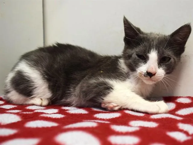 A baby small-sized female Domestic Short Hair cat named Cadence for adoption in Sacramento, CA
