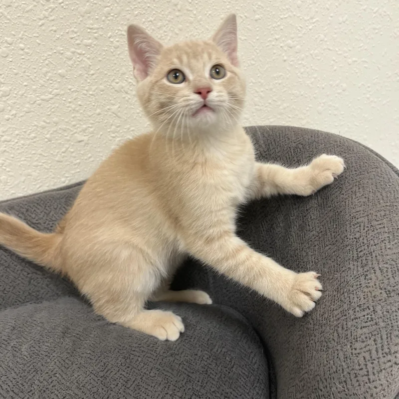 A baby medium-sized male Buff & White Domestic Short Hair cat named Oyster for adoption in Red Wing, MN
