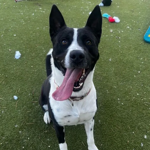 An adult large-sized male Black Australian Kelpie dog named Loki for adoption in Austin, TX