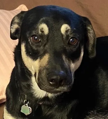 An adult medium-sized female Mixed Breed dog named Nala for adoption in Dallas, TX