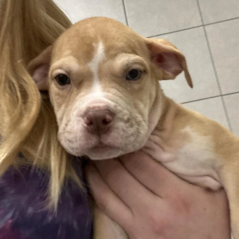 A baby medium-sized male Apricot / Beige Mixed Breed dog named Bread Pudding for adoption in Hinsdale, IL