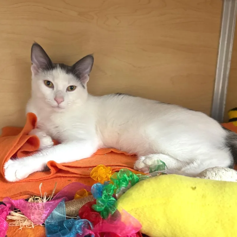 A baby small-sized female Gray / Blue / Silver Domestic Short Hair cat named Wren for adoption in Brookfield, WI