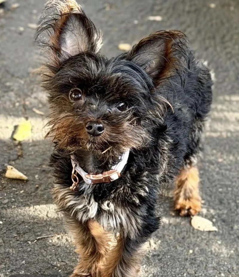 An adult small-sized female Black Yorkshire Terrier dog named Diva for adoption in Santa Rosa, CA