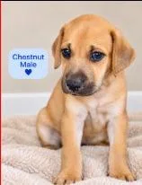 A baby medium-sized male Labrador Retriever dog named Hickory for adoption in West Bloomfield, MI