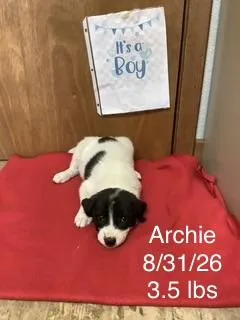 A baby small-sized male Great Pyrenees dog named Archie for adoption in Welling, OK
