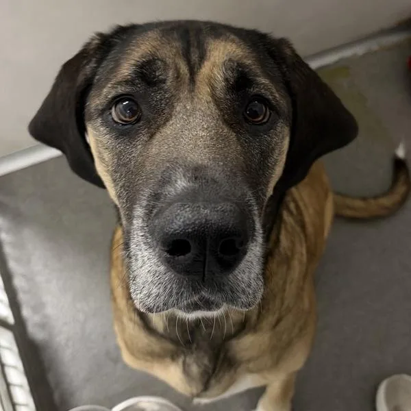 An adult large-sized female Redbone Coonhound dog named Joy for adoption in Des Moines, IA