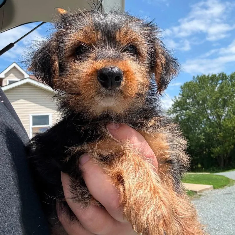A baby small-sized male Brown / Chocolate Yorkshire Terrier dog named Archie for adoption in West Chester, PA