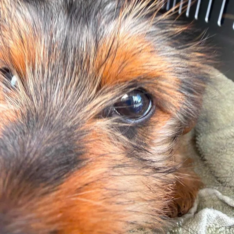 Archie thumbnail 4