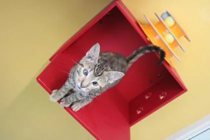 A baby small-sized female Domestic Short Hair cat named Cross for adoption in Kenansville, NC
