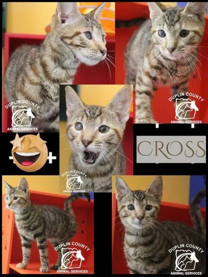 Cross thumbnail 2