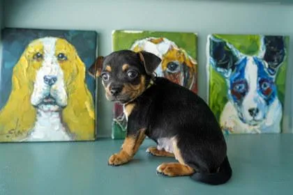 A baby small-sized female Rat Terrier dog named Voula for adoption in San Antonio, TX