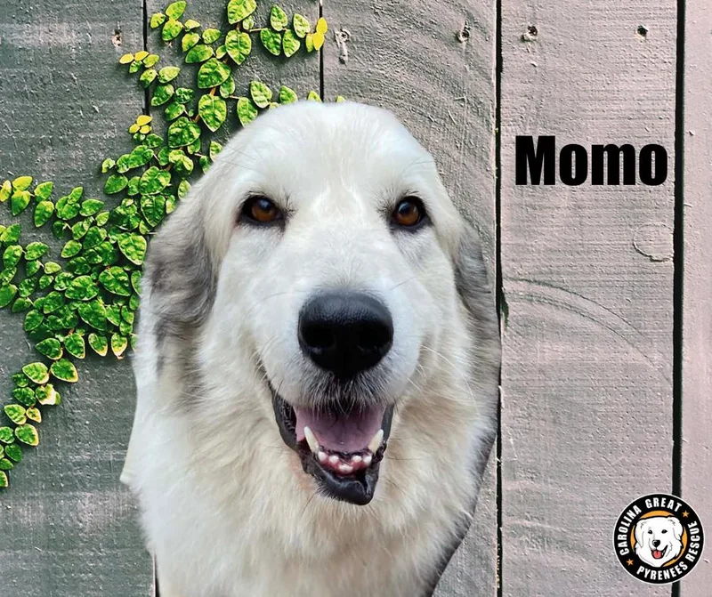 Momo  Turtle Duck thumbnail 2