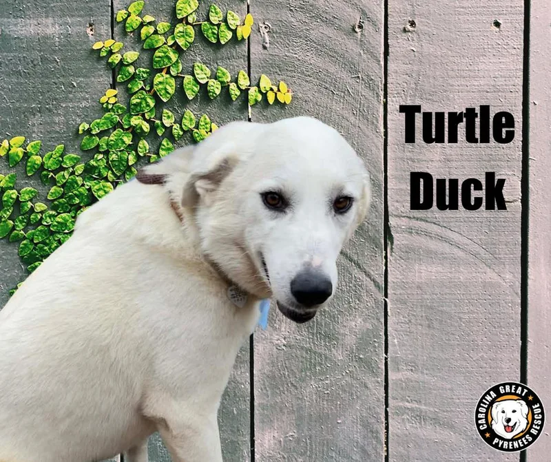 Momo  Turtle Duck thumbnail 3