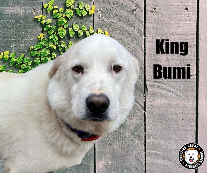 Momo  Turtle Duck thumbnail 5