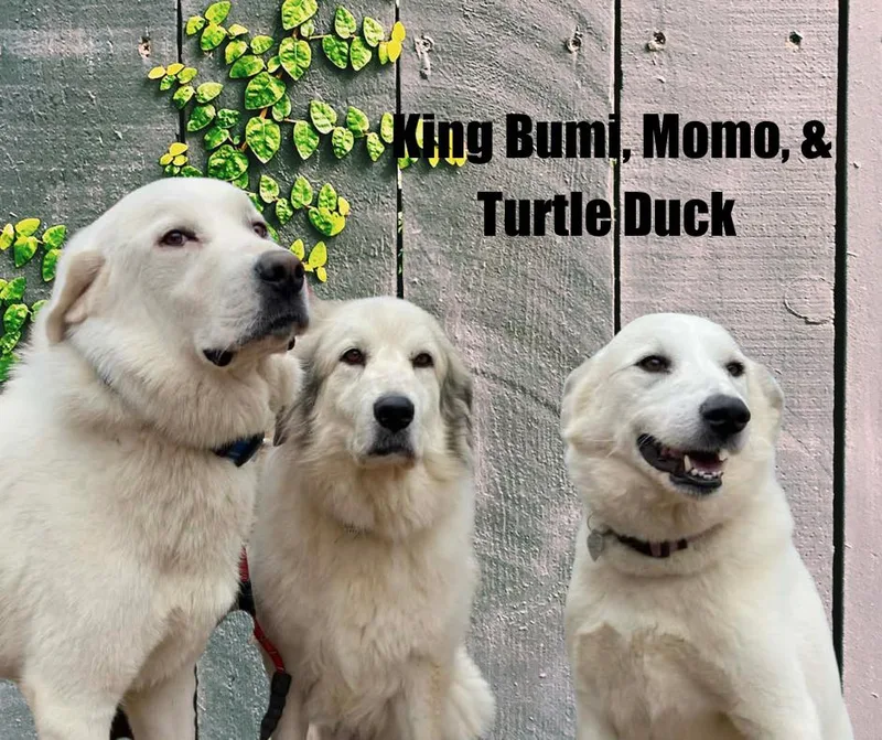 Momo  Turtle Duck