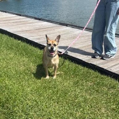 An adult medium-sized female Schnauzer dog named Sweety for adoption in Houston, TX