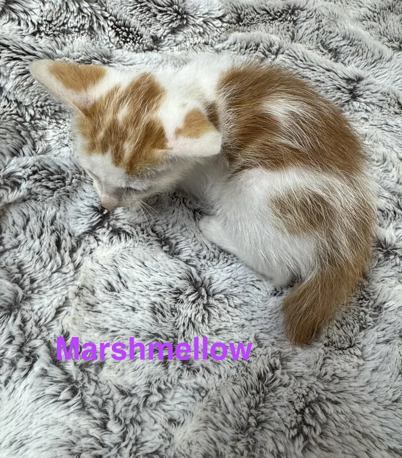 A baby small-sized male White Domestic Medium Hair cat named Marshmellow for adoption in Shrewsbury, MA