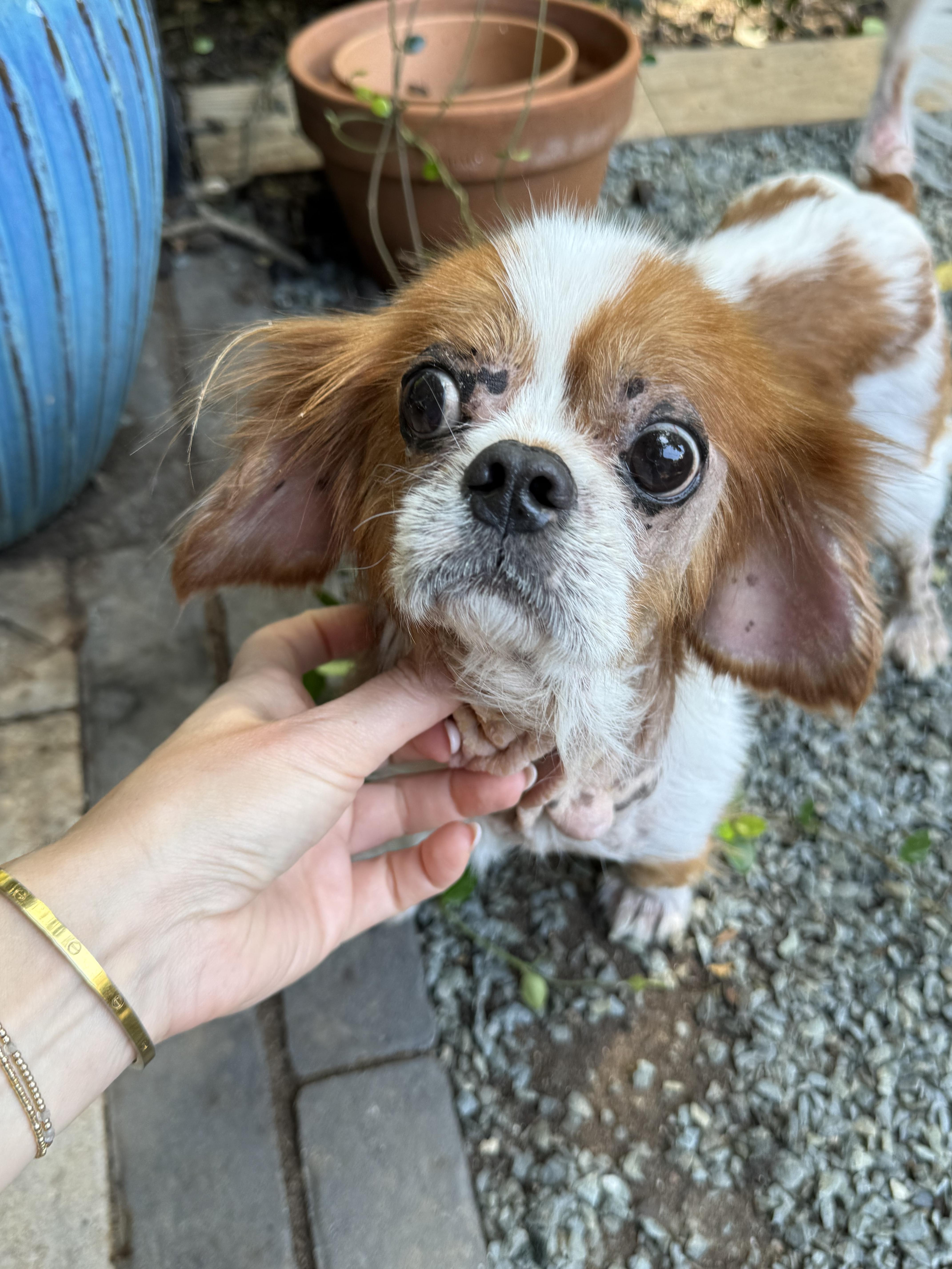 An adult small-sized male Cavalier King Charles Spaniel dog named Temu for adoption in Hillsborough, NC