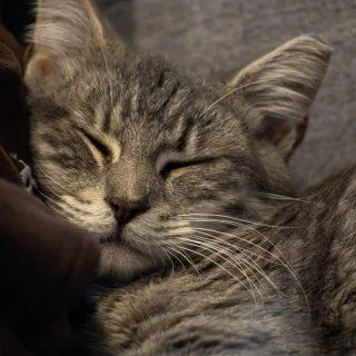 An adult medium-sized male Gray / Blue / Silver Tabby cat named Simba for adoption in Frostproof, FL
