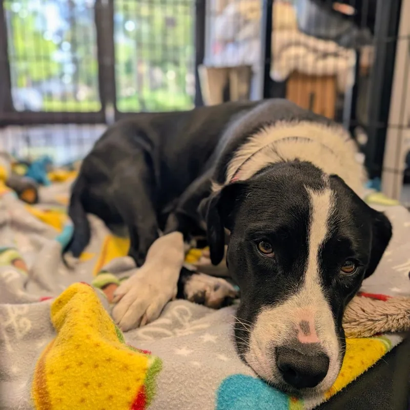 An adult large-sized female Black Border Collie dog named Cookie for adoption in Houston, TX