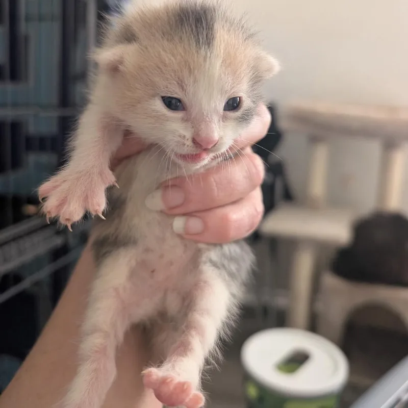 A baby small-sized female Calico Domestic Short Hair cat named Clementine for adoption in Long Beach, CA