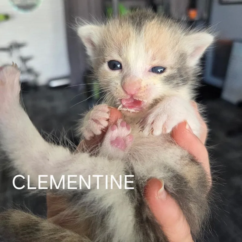 Clementine thumbnail 2