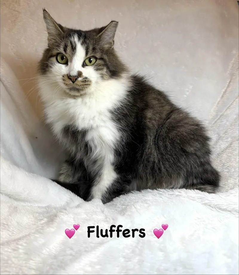 Fluffers thumbnail 2