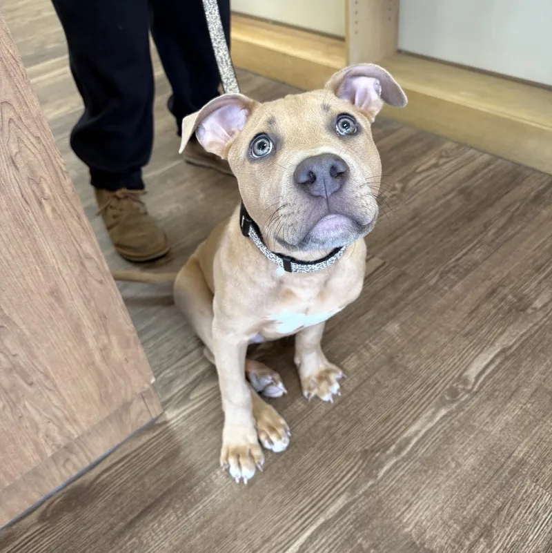 A young medium-sized male Pit Bull Terrier dog named Finn for adoption in Atoka, TN