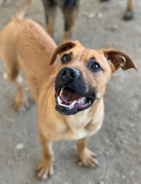 A young medium-sized male Boxer dog named Harry for adoption in Riverside, CA