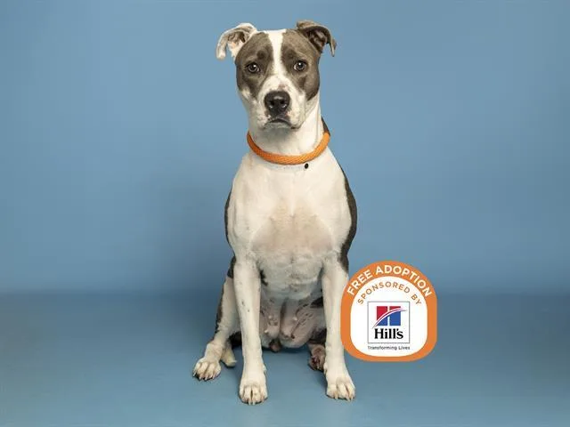 A young medium-sized female Pit Bull Terrier dog named Luna for adoption in Phoenix, AZ