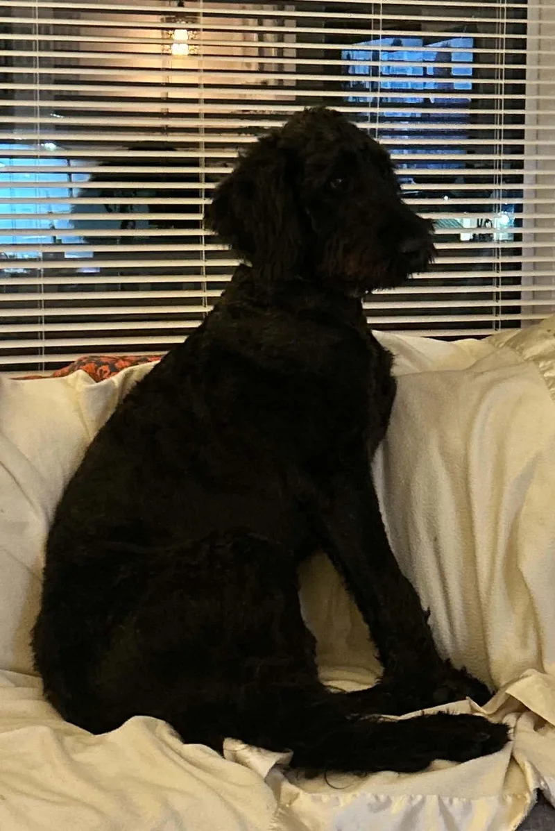 A young medium-sized male Black Standard Poodle dog named Winston for adoption in Falls Church, VA