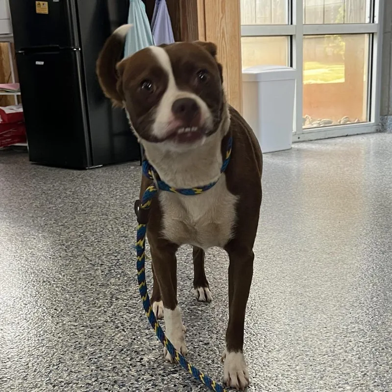 An adult medium-sized female Brown / Chocolate Boston Terrier dog named Ginger Snap for adoption in Greenville, SC