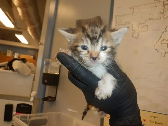 A baby small-sized male Domestic Short Hair cat named Durazno for adoption in San Jose, CA