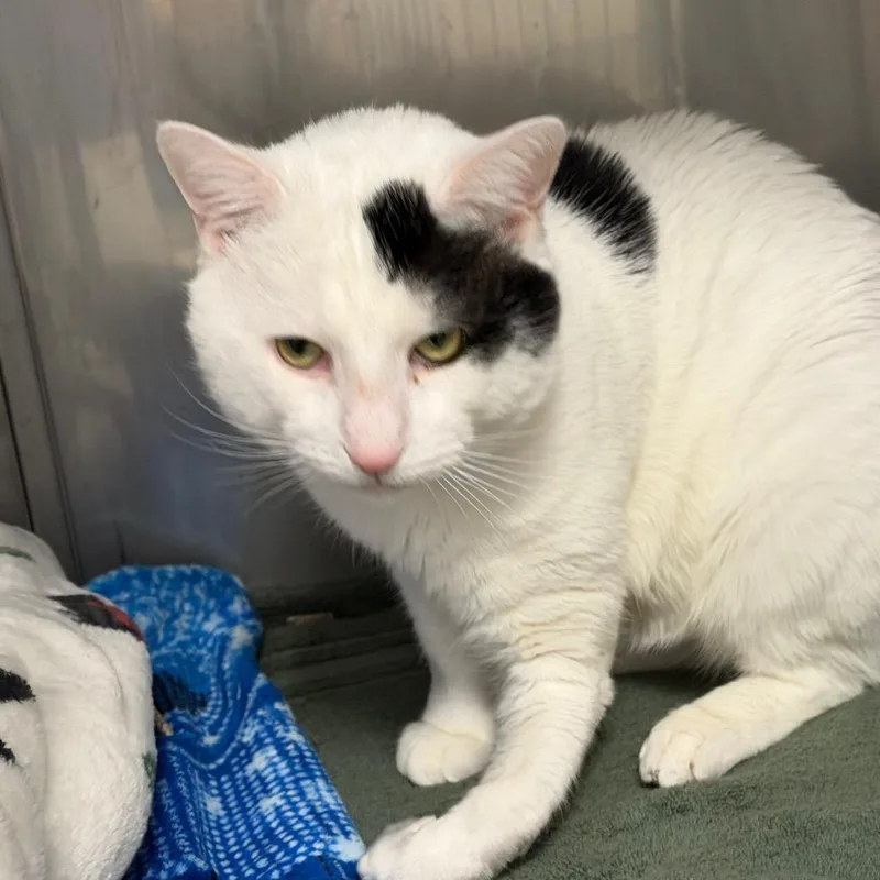 An adult large-sized male White Domestic Short Hair cat named Sawyer for adoption in Hampton Bays, NY