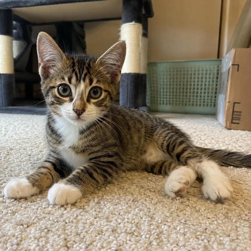 A baby medium-sized male Tabby (Gray / Blue / Silver) Domestic Short Hair cat named Tucker for adoption in Houston, TX