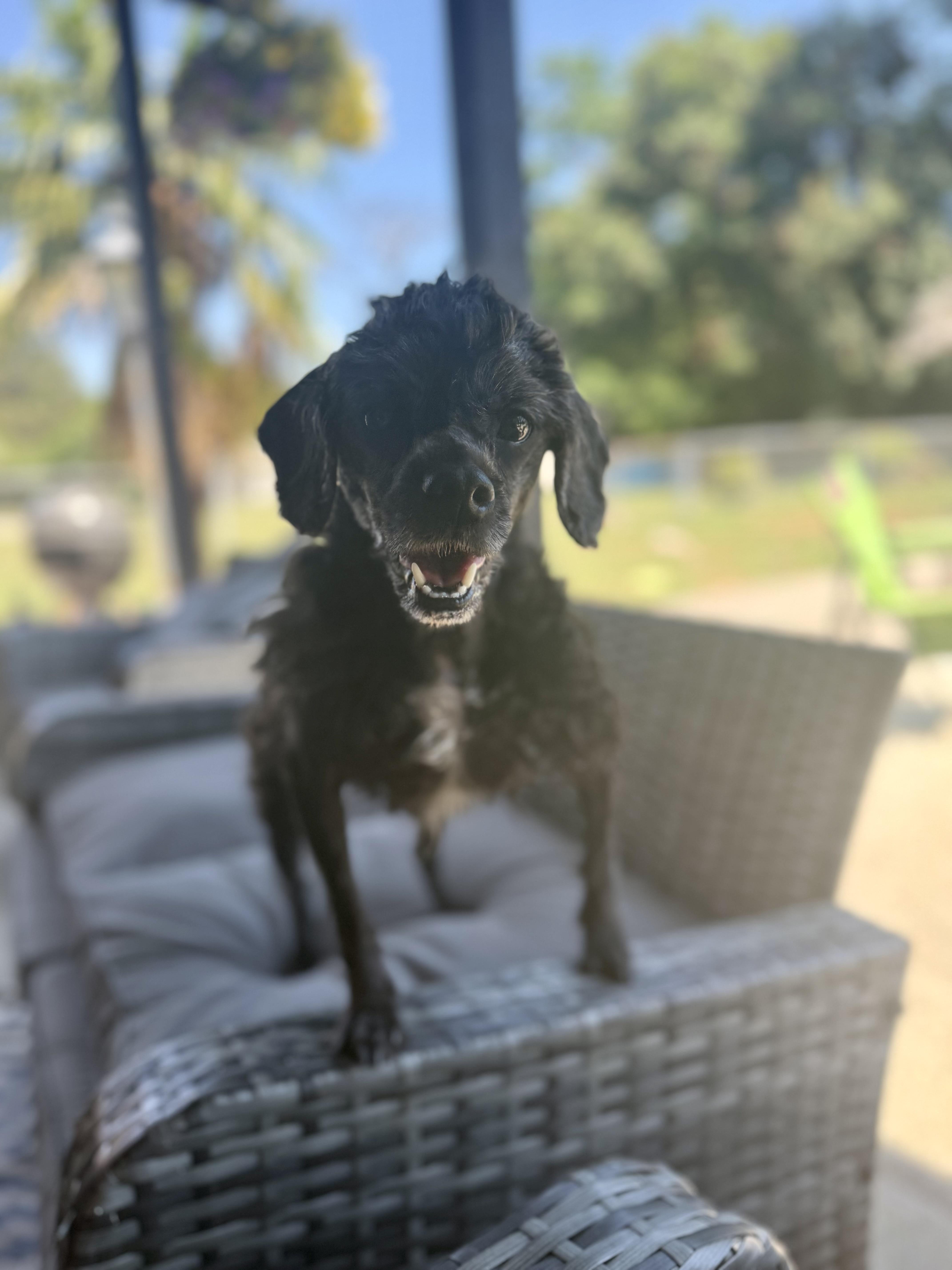 Roxie thumbnail 2