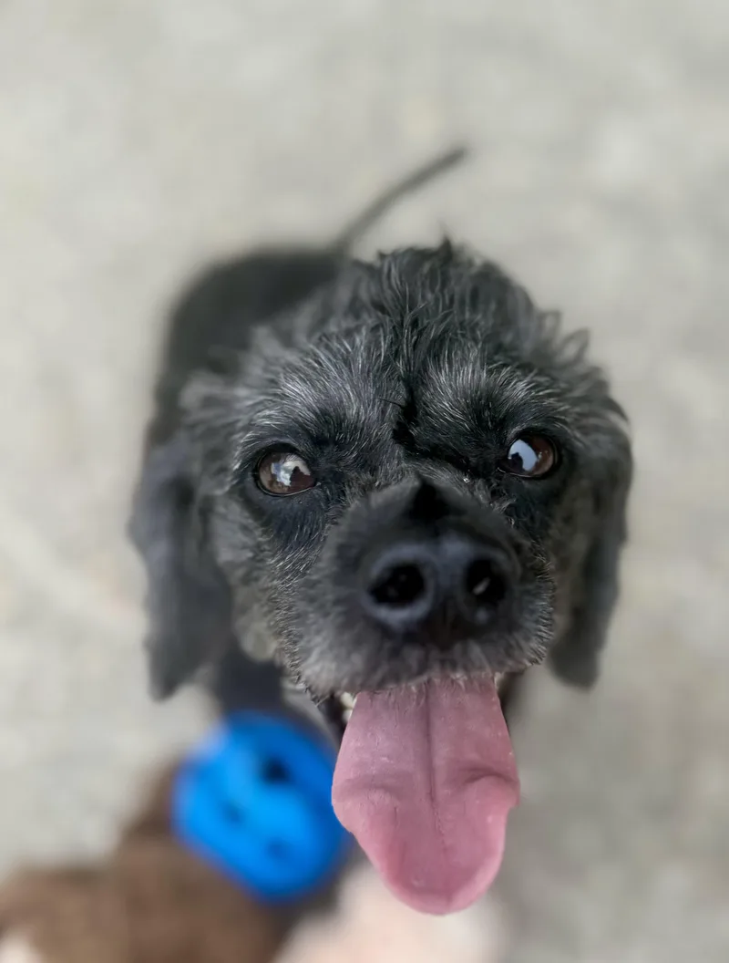 Roxie thumbnail 3