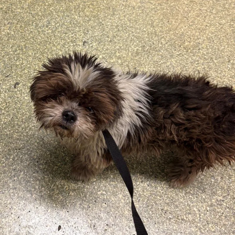 A senior small-sized male Brown / Chocolate Shih Tzu dog named IVHSStray for adoption in San Gabriel, CA