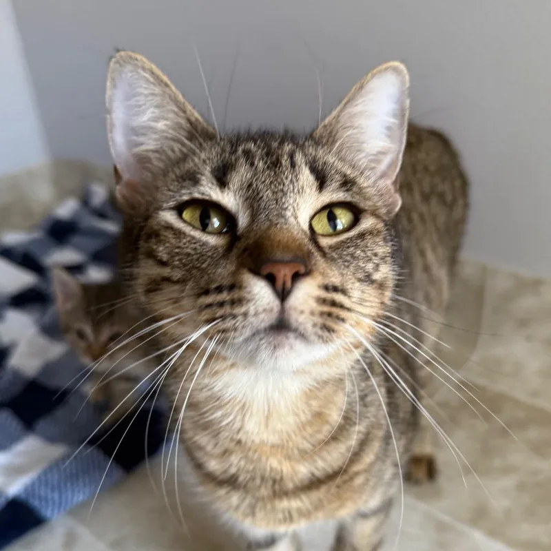 An adult small-sized female Brown / Chocolate Domestic Short Hair cat named Magnolia for adoption in Midland, TX