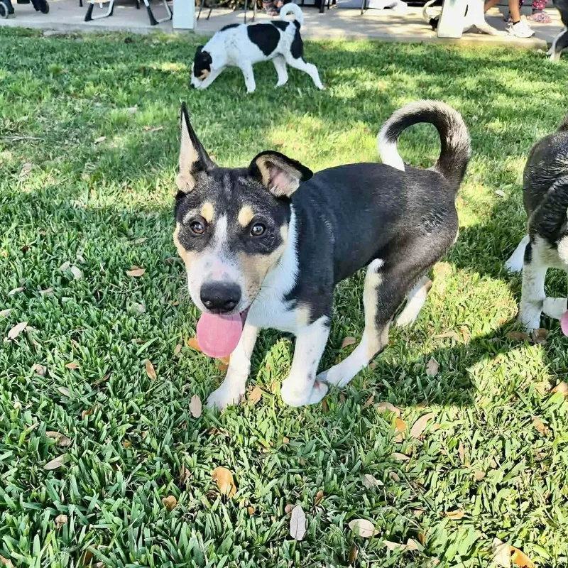 A baby medium-sized male Husky dog named Bronco for adoption in Baytown, TX
