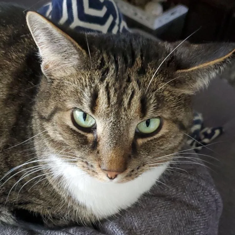 Hemingway  Home To thumbnail 2